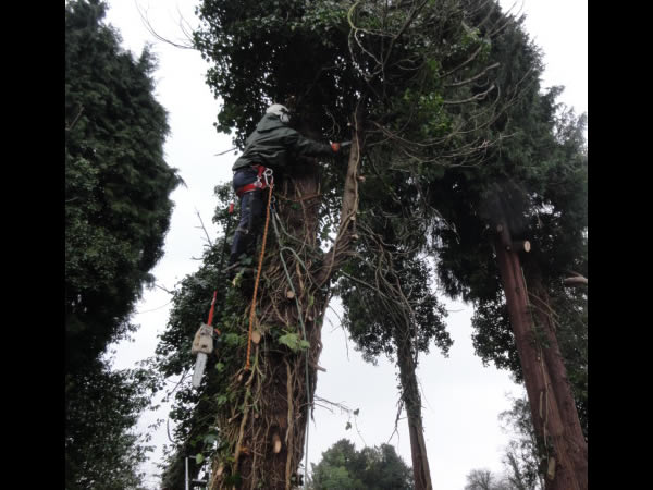 Geroge Nicholls climbing with bats in the tree